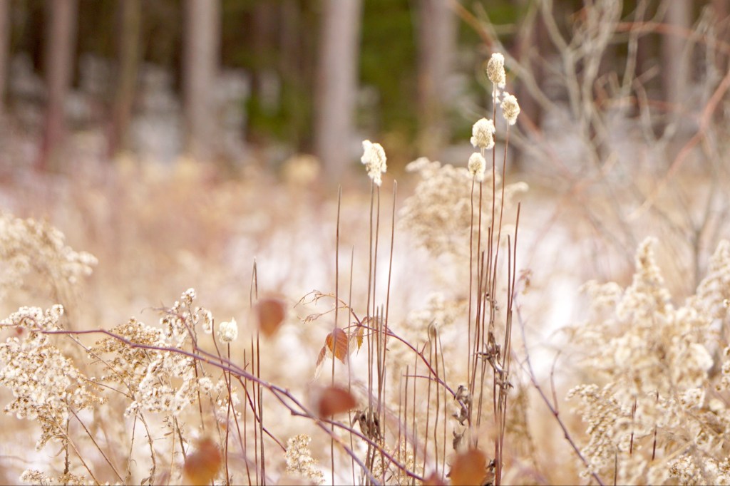 Image by Alex bal - Dreams of Fields - 2019 